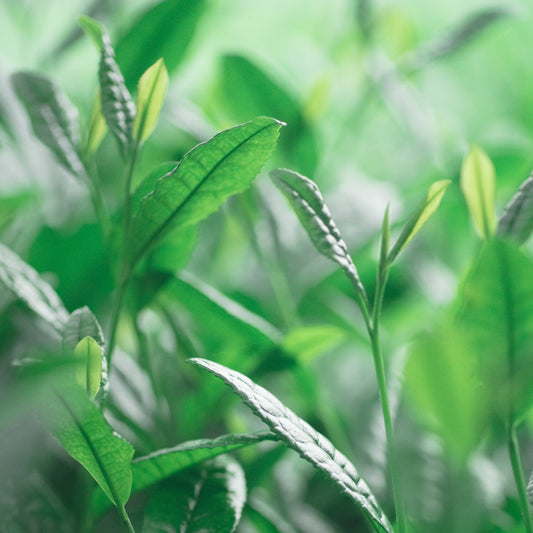 Award-winning matcha － Asahi 20g