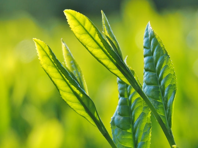 Image with text section