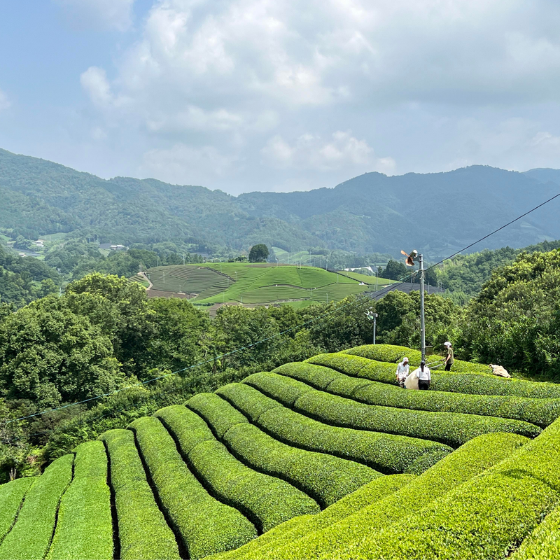 Single Origin Matcha 25g