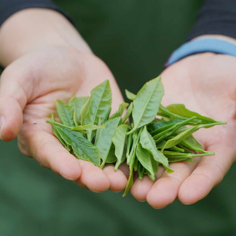 Single Origin Matcha 25g